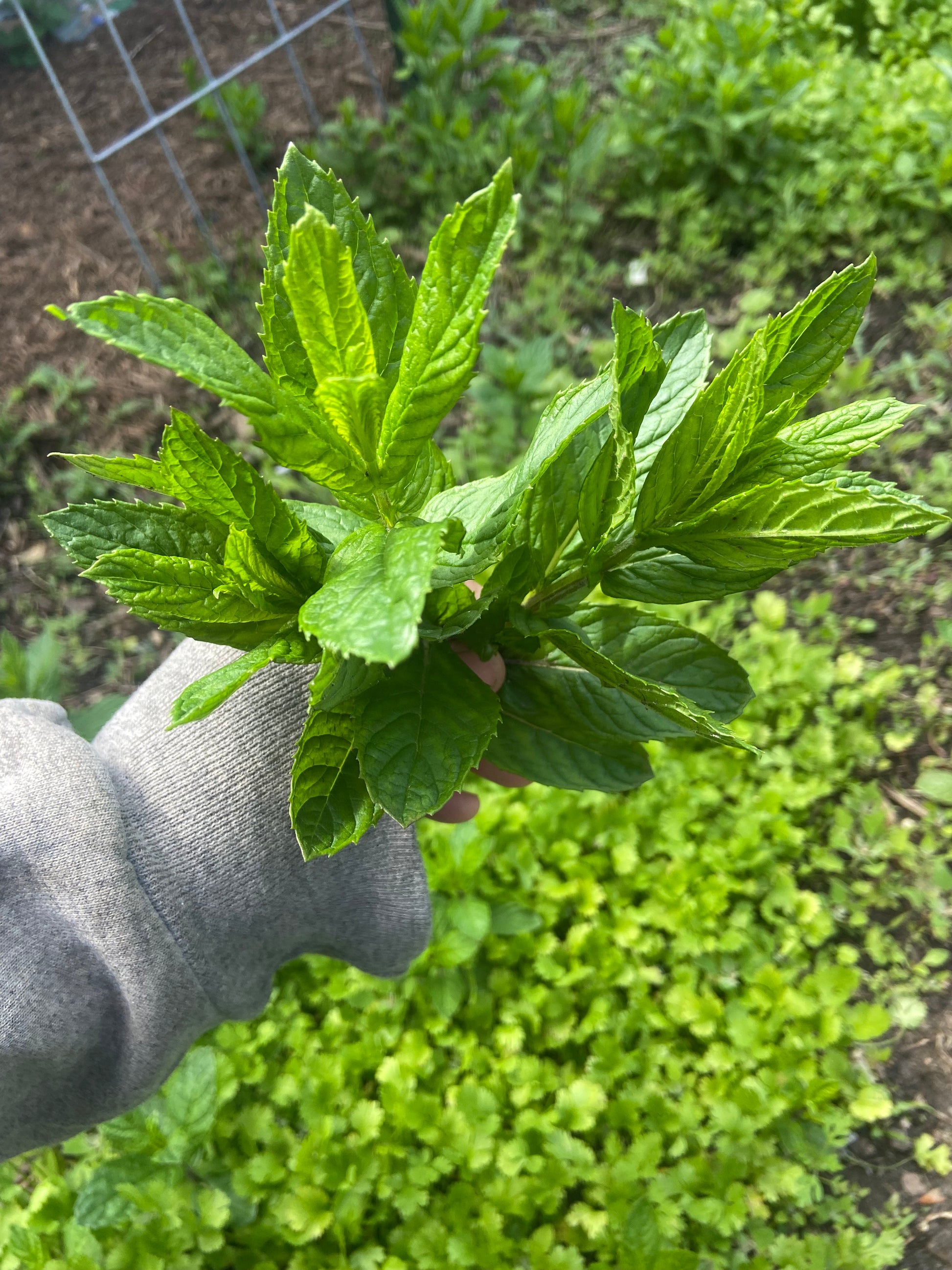 Seed Box – Herbs – Barefoot Life